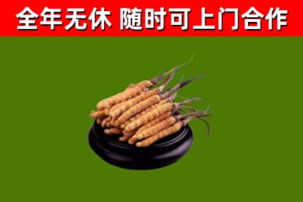 南汇区回收散虫草