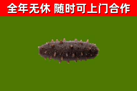 南汇区回收海参干
